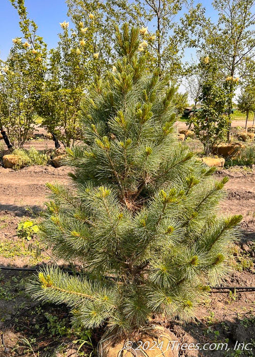 Domingo White Pine in the nursery's yard in summertime, showing fluffy branches of pine needles and bright green new growth at the ends of each branch.