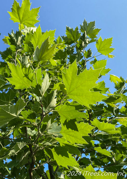 Closeup of bright green leaves at the top of the tree's canopy.