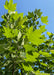 Closeup of bright green leaves at the top of the tree's canopy.