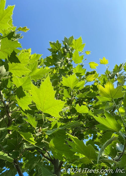 Closeup of underside of green leaves.