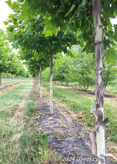 A row of london planetree grow in the nursery, view of lower canopy and closeup of peeling bark.