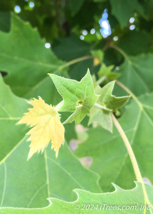 Closeup of newly emerged fuzzy yellow-green leaves.