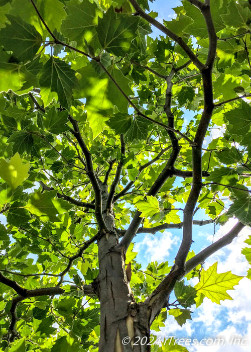 View looking up at trunk from underneath the tree's green canopy.