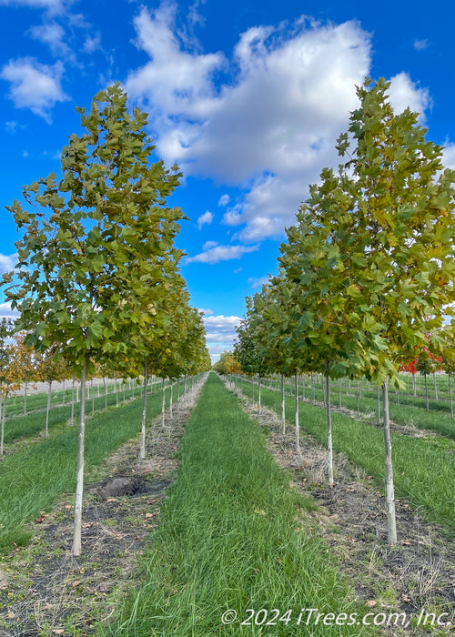Two rows of London Planetree grow in the nursery and show transitioning fall color.