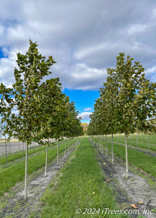 Two rows of london planetree grow in the nursery with green leaves.