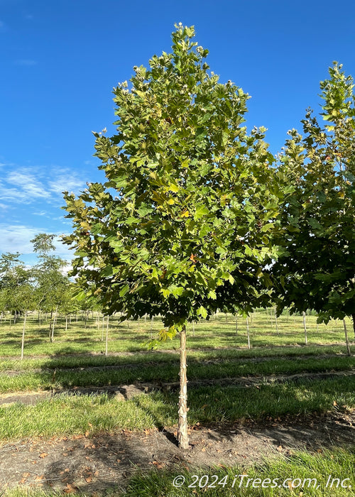 A single london planetree in the nursery with green leaves.