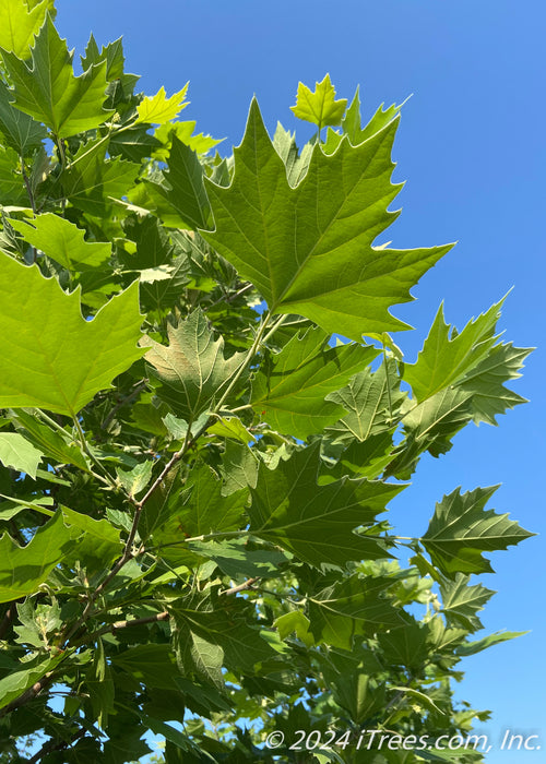 Closeup of underside of green leaves.