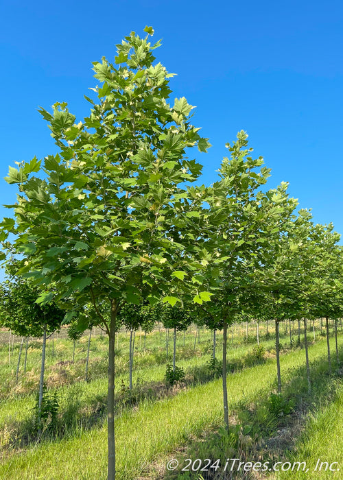 A row of london planetree grow in the nursery with green leaves.