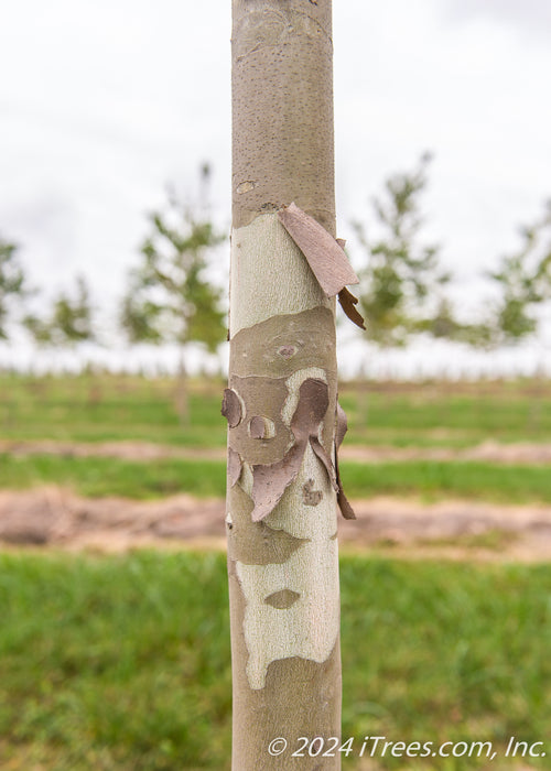 Closeup of smooth grey trunk with brown shedding bark.