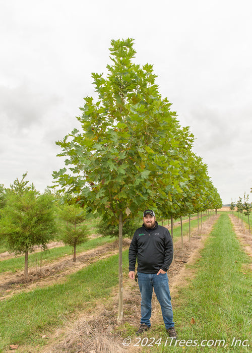 London planetree in the nursery with a person standing nearby to show its height, shoulder at lower branch.