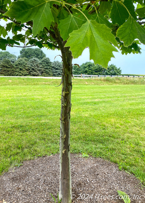 Closeup of lower branching, leaves and shedding peeling bark.