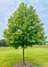 Exclamation London Planetree with green leaves planted in an open area of a yard.