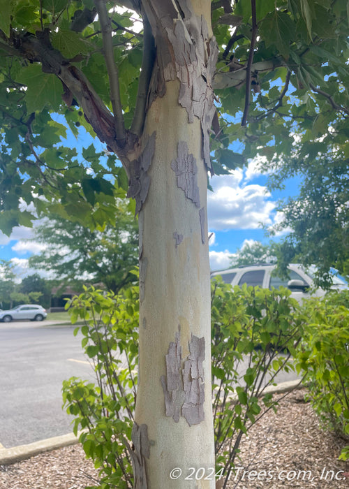 Closeup of smooth trunk with patches of peeling bark.
