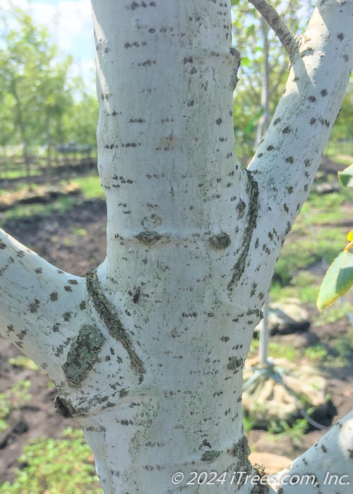 Closeup of lower white trunk and and branching.