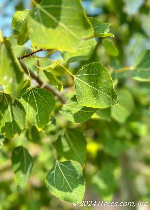 Closeup of greenish-yellow leaves.