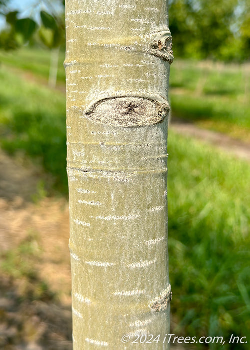 Closeup of a greyish-white trunk.