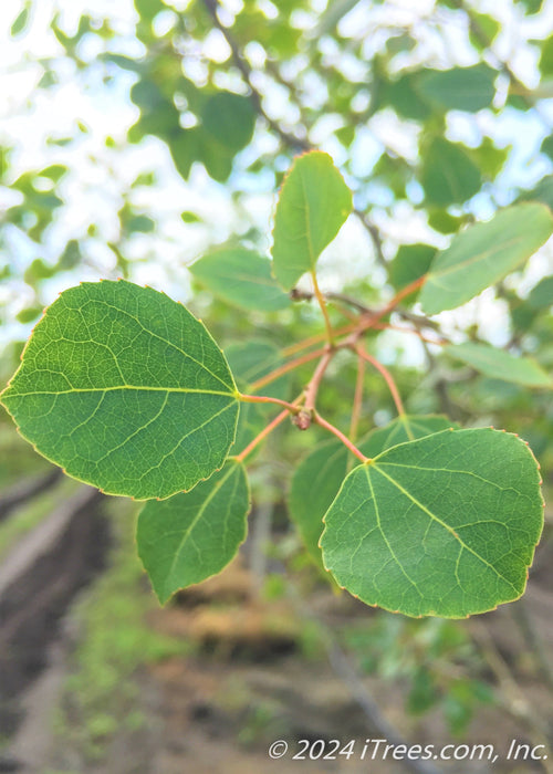 Closeup of green leaves with yellow veins and red stems.