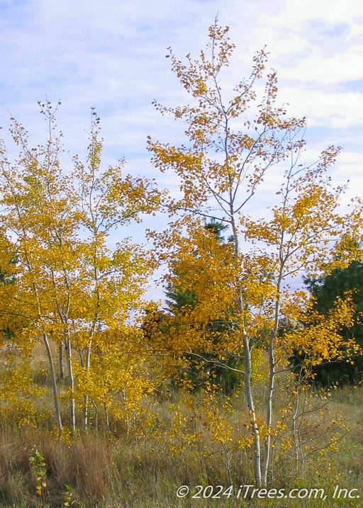 Multi-stem clump form Prairie Gold Aspen with white trunks and yellow leaves.