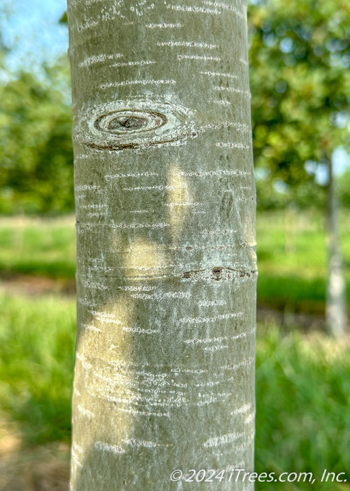 Closeup of greyish-white trunk.
