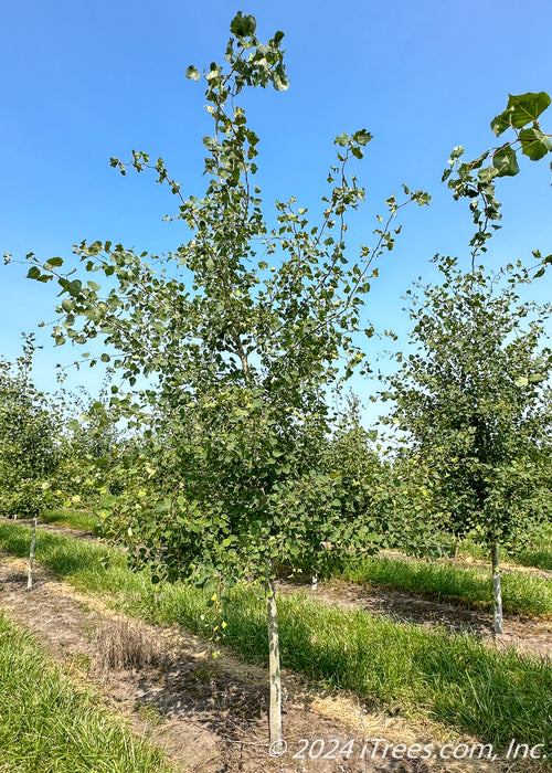 A row of Prairie Gold Aspen in the nursery with white trunks and green leaves. 
