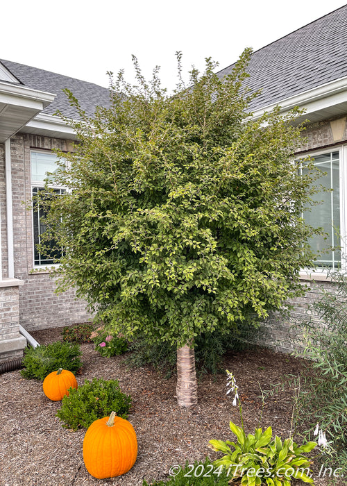 A mature Little Twist Cherry tree with a large round canopy of green leaves, and shiny dark brown trunk. Planted in the front landscape of a home near other plantings. Seen with two pumpkins on the ground nearby.