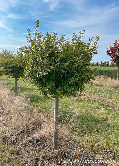Little Twist Cherry in the nursery showing lollipop shaped canopy of green leaves. Grass strips between rows of trees, with blue skies in the background.