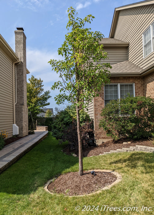 Aristocrat Ornamental Pear planted in the front side landscape of a home.