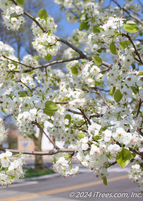 Closeup of small white flowers with pink centers, and newly emerging bright green shiny leaves.