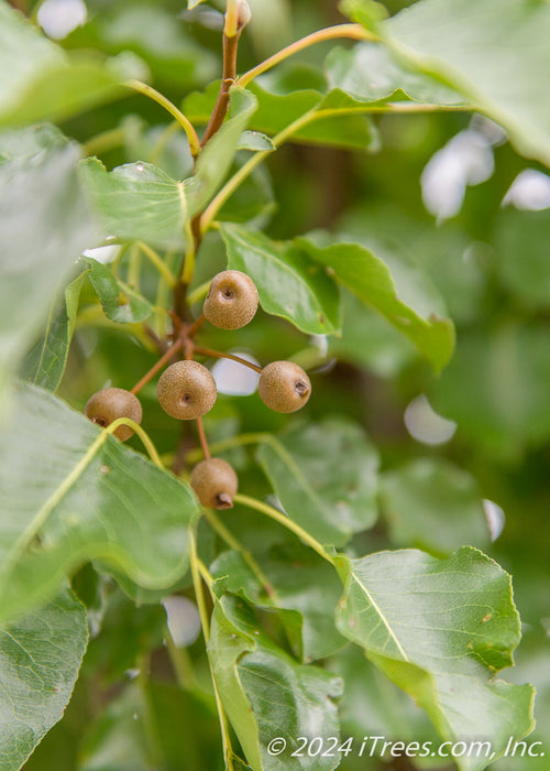 Closeup of ornamental fruit and large shiny green leaves.