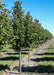 A row of Trinity Ornamental Pear growing at the nursery with green leaves.
