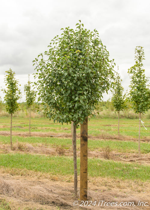 Trinity Ornamental Pear with green leaves growing at the nursery with a large ruler standing next to it to show its canopy height measured at about 5 ft.