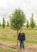 Trinity Ornamental Pear at the nursery with a person standing near it. The lowest branch is at their head.