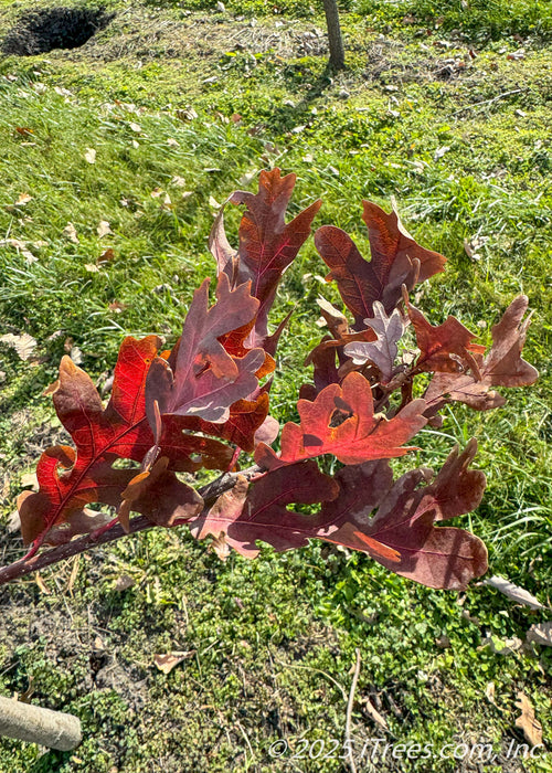 Closeup of large, rounded lobed leaves with dark red fall color with afternoon sunlight filtering through them revealing the leaves veins and deep red color.