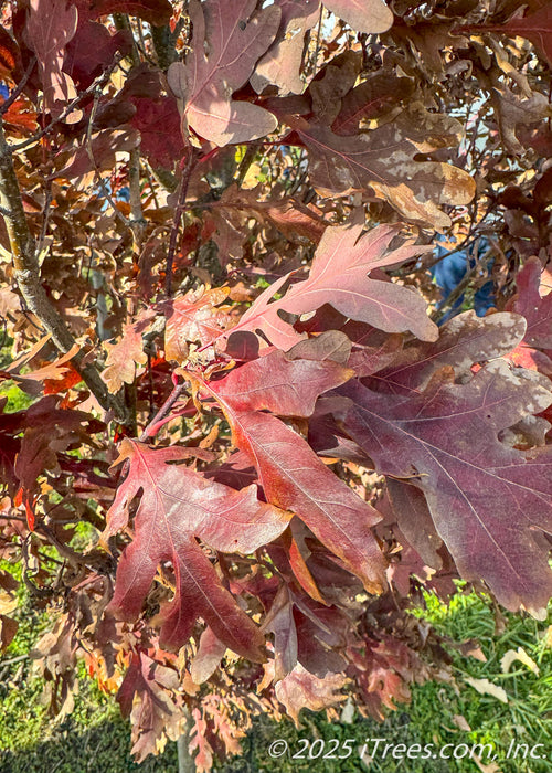 Closeup of large, rounded lobed leaves with dark red fall color.