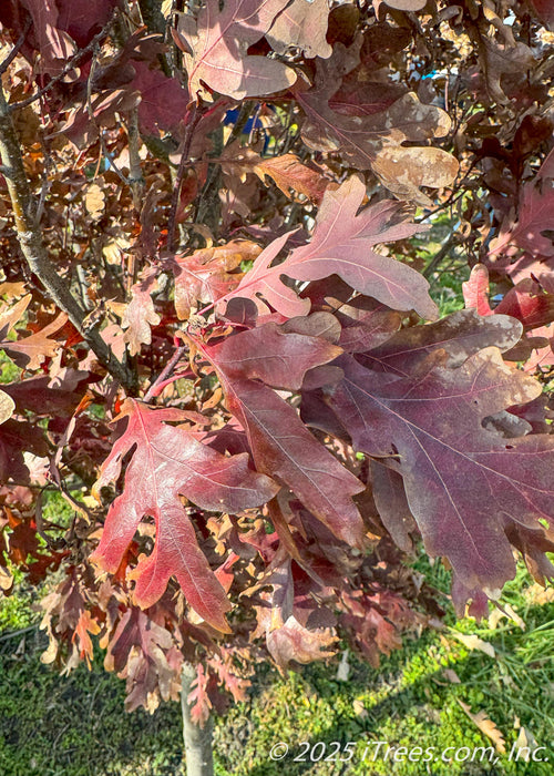 Closeup of large, rounded lobed leaves with dark red fall color.