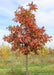 White Oak at the nursery with fall color.