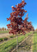 A row of White Oak in fall at the nursery