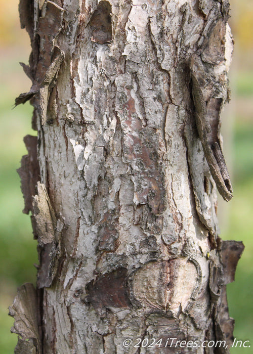 Closeup of flaking peeling bark.