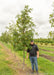 Swamp White Oak at the nursery with a person standing next to it to show its canopy height their shoulder is at the lowest branch.