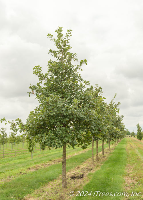 A row of large caliper Swamp White Oak at the nursery with green leaves.