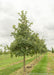 A row of large caliper Swamp White Oak at the nursery with green leaves.