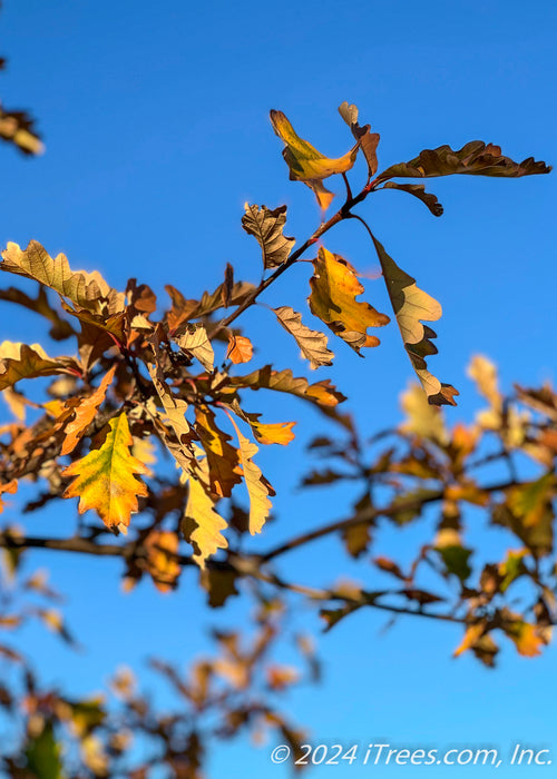 Closeup of rusty-yellow fall color.