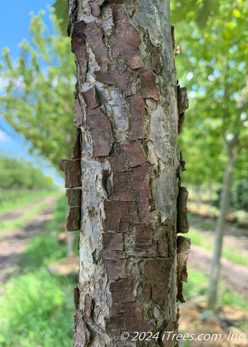 Closeup of flaking bark.