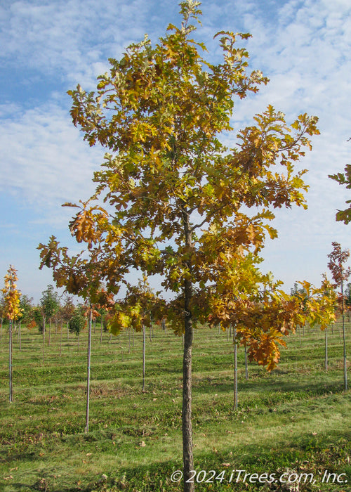 Swamp White Oak in fall at the nursery with changing fall color from green to yellow.