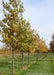 A row of Swamp White Oak at the nursery in fall with changing fall color from green to yellow.