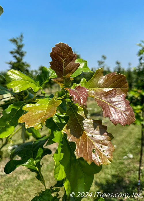 Newly emerged leaves appear dark red transitioning to shiny bright green.