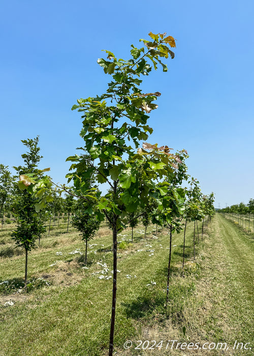 American Dream Oak grows in a nursery row.