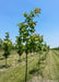 American Dream Oak grows in a nursery row.