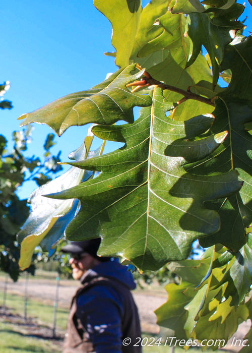 Closeup of American Dream Oak's shiny green leaf.