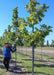 American Dream Oak grows in the nursery with green leaves, person stands in background near another tree in the row. 